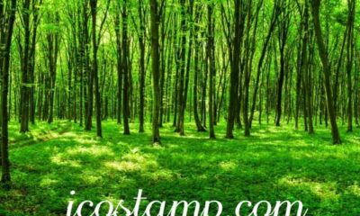 icostamp.com: Empowering Entrepreneurs & Investors with Data‑Driven Insights