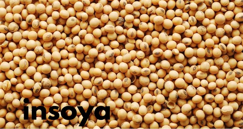 Insoya: Pioneering the Future of Plant-Based Wellness